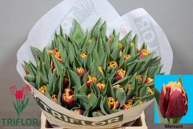 <h4>TU FR MERCURE</h4>