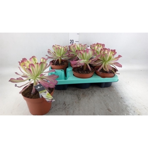 Aeonium ...