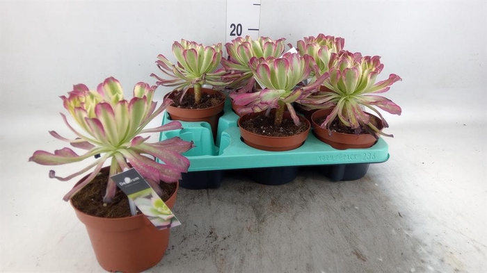 <h4>Aeonium   ...</h4>