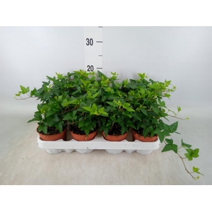 Hedera helix 'Shamrock'