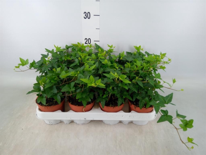 <h4>Hedera helix 'Shamrock'</h4>