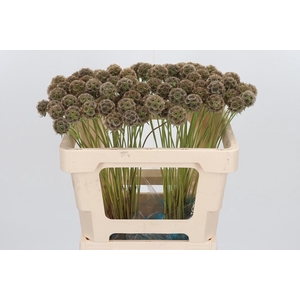Scabiosa Stell Zaaddoos