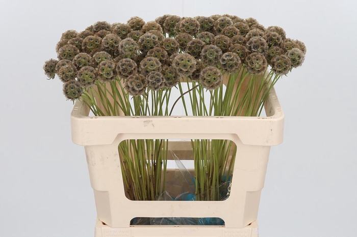 <h4>Scabiosa Stell Zaaddoos</h4>