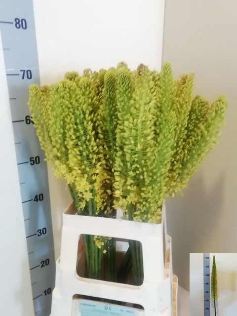 EREMURUS STENOPHYLLU