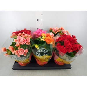 Begonia elat. DU   ...mix