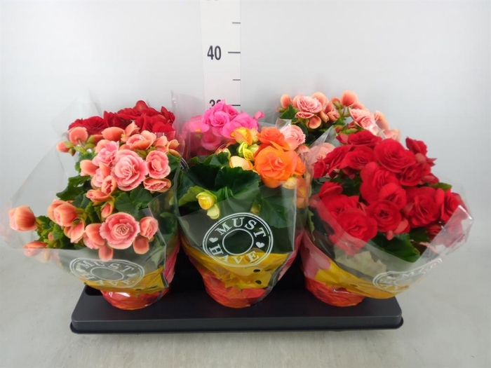 <h4>Begonia elat. DU   ...mix</h4>