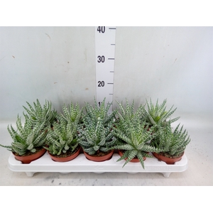 Aloe humilis