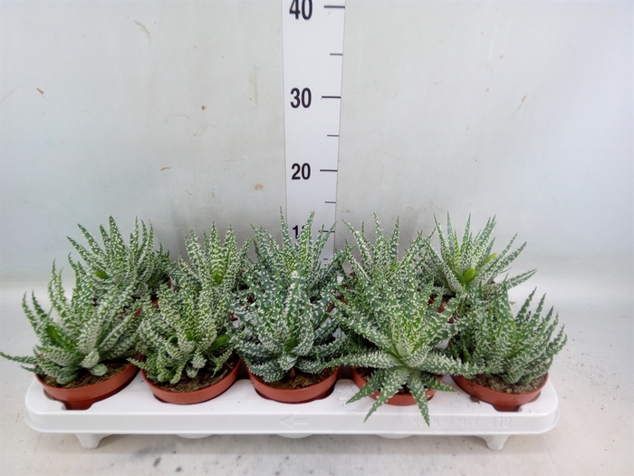 <h4>Aloe humilis</h4>