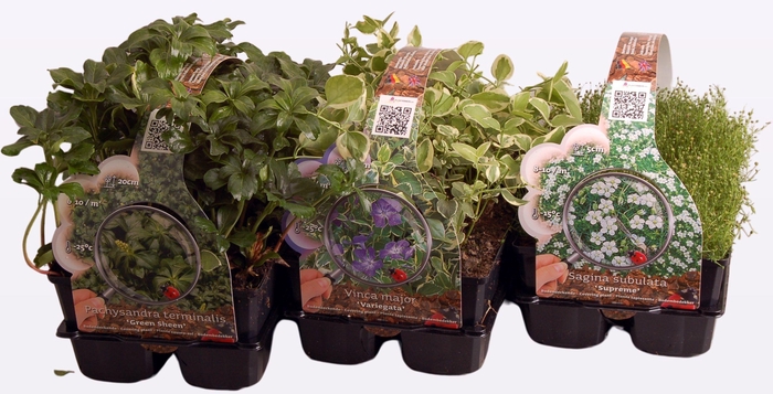 Bodembedekkers in 4-pack MIXLAAG