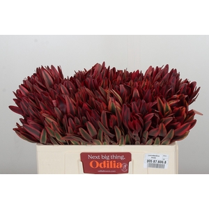 Leucadendron Jester