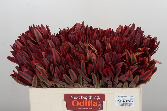 <h4>Leucadendron Jester</h4>