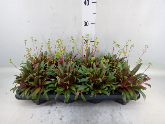 <h4>Crassula rosularis</h4>