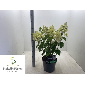 HYDR PANICULATA