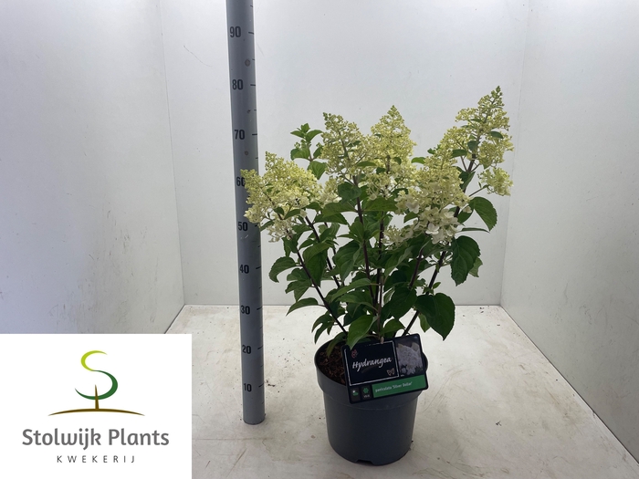 <h4>HYDR PANICULATA</h4>