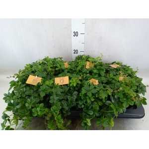 Parthenocissus  'Sugar Vine'