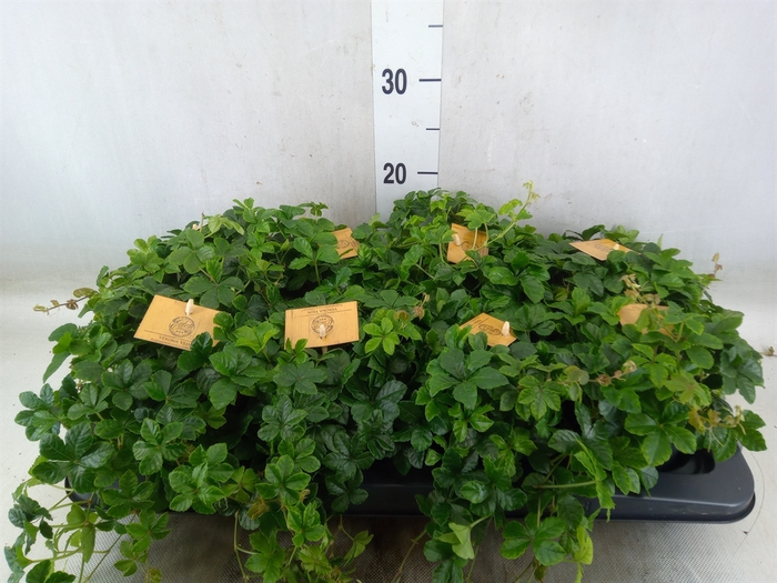 <h4>Parthenocissus  'Sugar Vine'</h4>