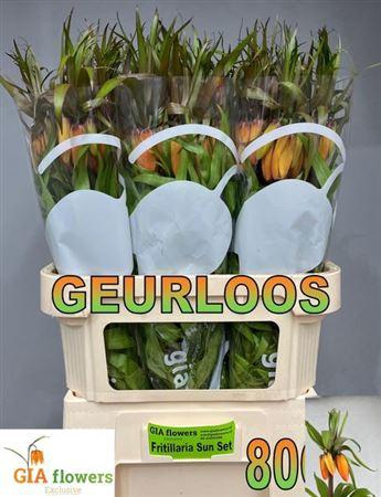 <h4>Frit Sunset</h4>