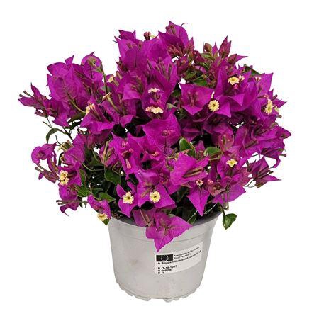 <h4>Bougainvillea Sanderiana Bush</h4>