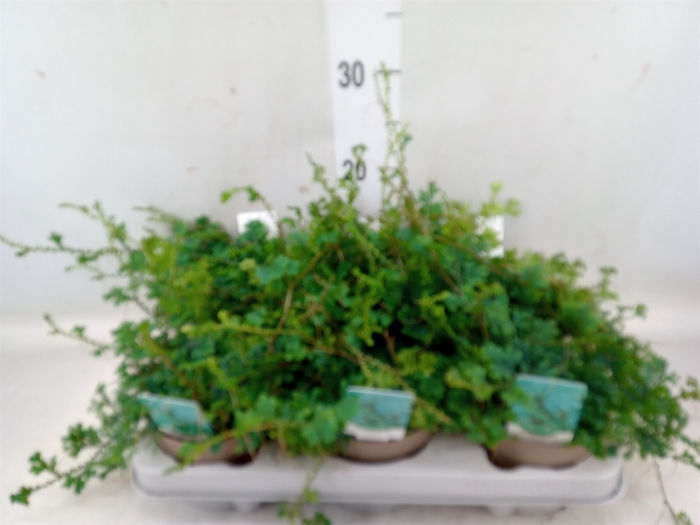 <h4>Selaginella uncinata 'Peacock'</h4>