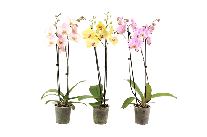 <h4>Phal Mix 2T18+</h4>