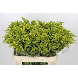 Solidago Golden Glory