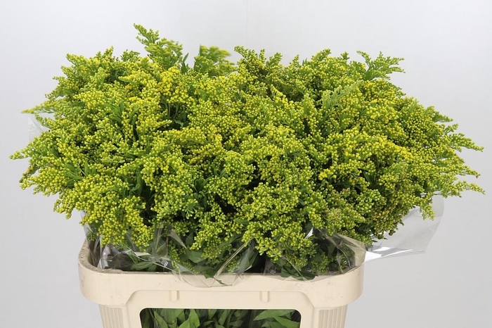 <h4>Solidago Golden Glory</h4>