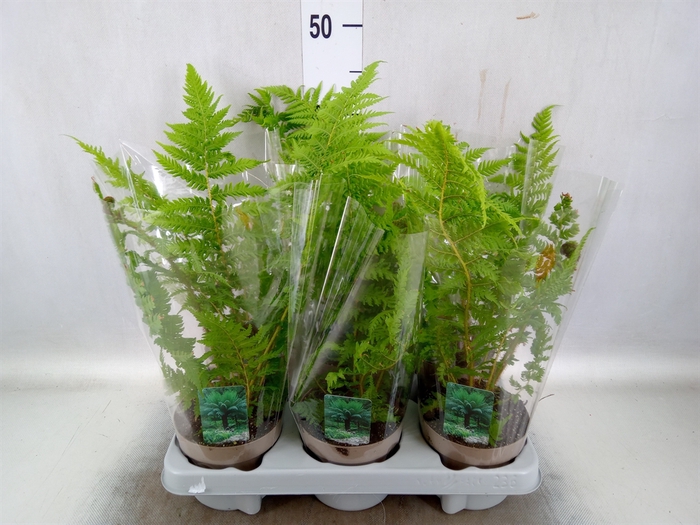 <h4>Cyathea australis</h4>