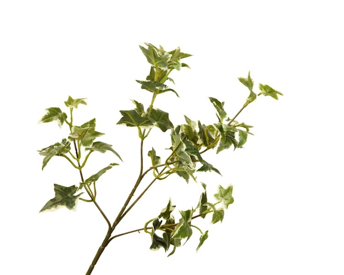 Hedera Leaf Branch Variegated