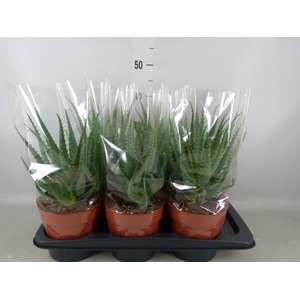 Aloe arborescens