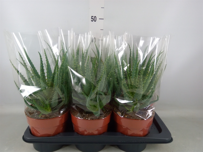 <h4>Aloe arborescens</h4>