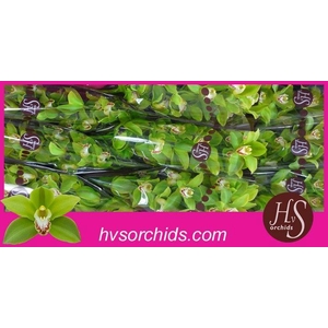 CYMB T GREEN GIANT 60 CM