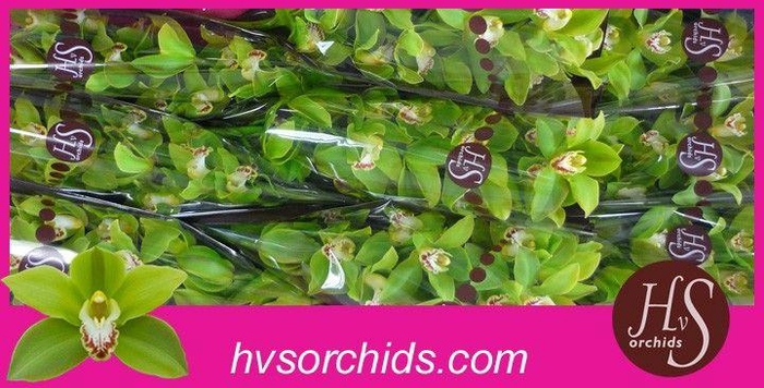 <h4>CYMB T GREEN GIANT 60 CM</h4>