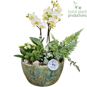 PH081 Olivia Green Phalaenopsis