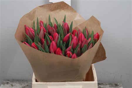 <h4>Tu En Ov Blush</h4>