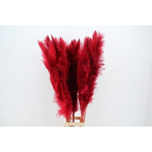 DF Pampas 130cm Red