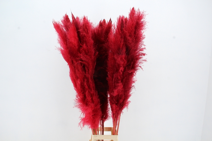<h4>DF Pampas 130cm Red</h4>