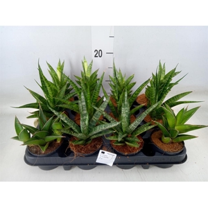 Sansevieria   ...