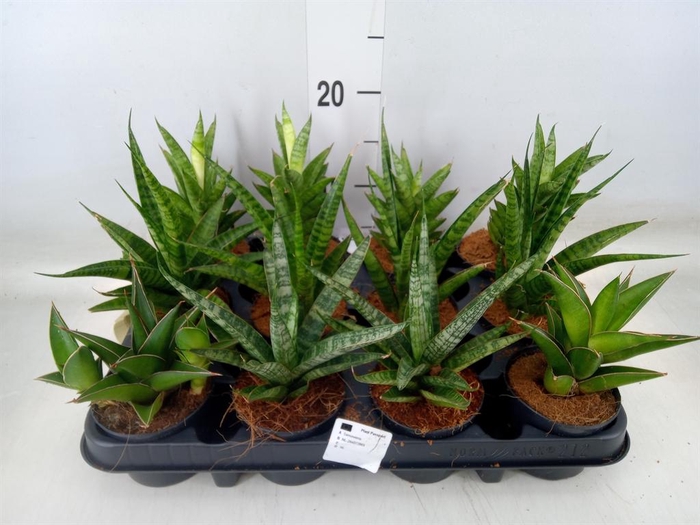 <h4>Sansevieria   ...</h4>