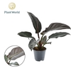 Philodendron Imperial Red