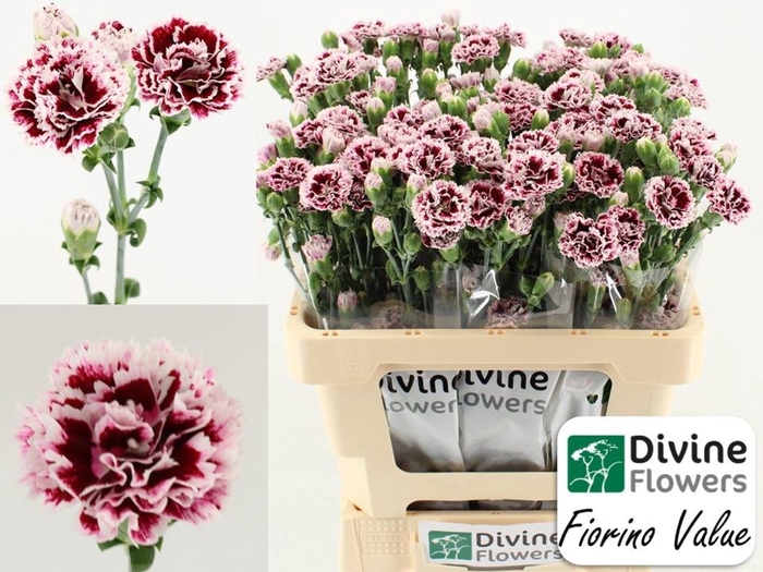 <h4>Dianthus  'Fiorino Value'</h4>
