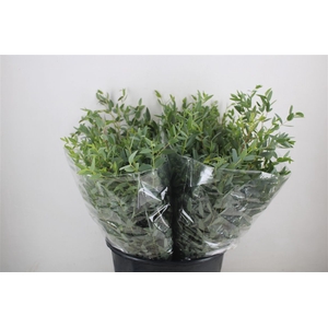 Euca Parvifolia Short 150gr P Bunch
