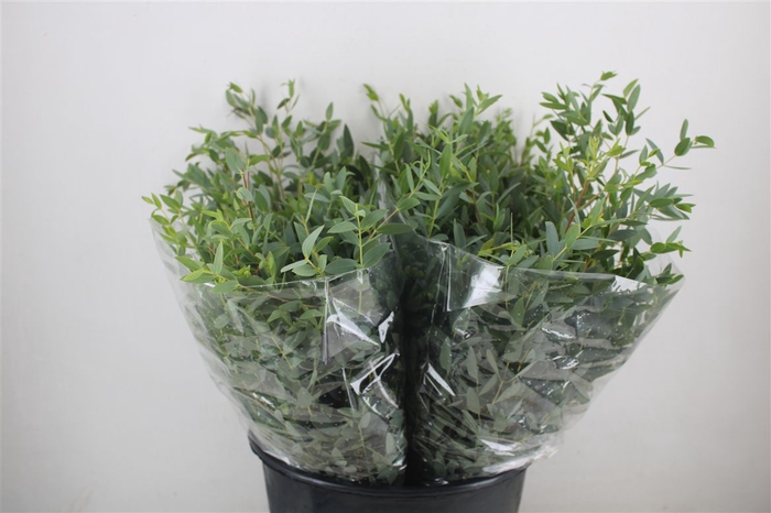 <h4>Euca Parvifolia Short 150gr P Bunch</h4>