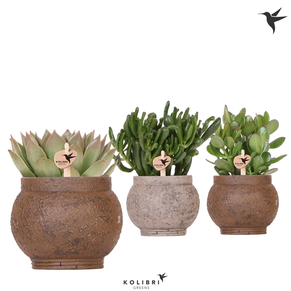 <h4>Kolibri Greens Succulenten mix in Ancient pot brown mix</h4>