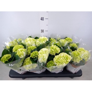 Hydrangea mac. 'Hi White Sun'