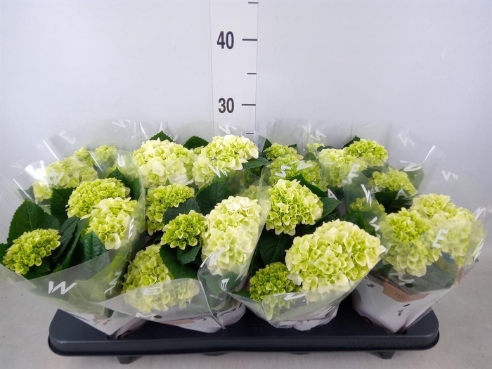 <h4>Hydrangea mac. 'Hi White Sun'</h4>