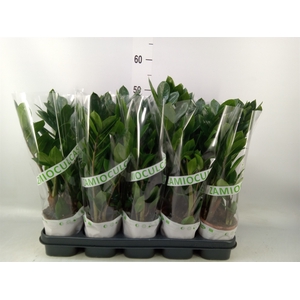Zamioculcas zamiifolia