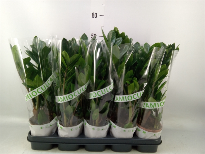 <h4>Zamioculcas zamiifolia</h4>