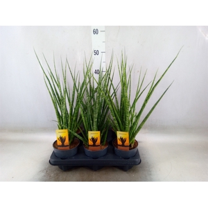 Sansevieria cyl.  ...