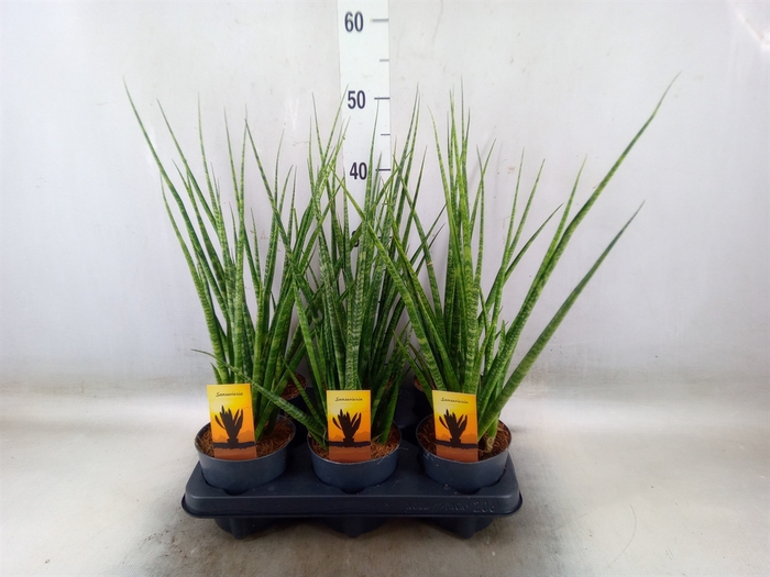 <h4>Sansevieria cyl.  ...</h4>