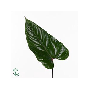 Anthurium Blad Mini